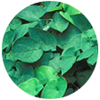 Epimedium